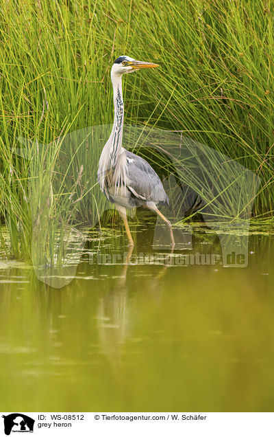 Graureiher / grey heron / WS-08512