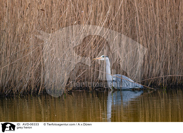 Graureiher / grey heron / AVD-06333