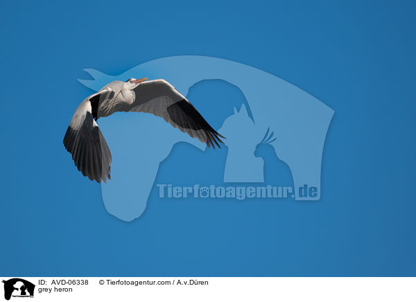 Graureiher / grey heron / AVD-06338