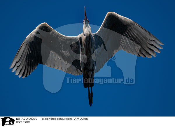 Graureiher / grey heron / AVD-06339