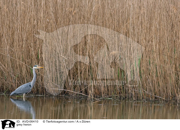 Graureiher / grey heron / AVD-06410