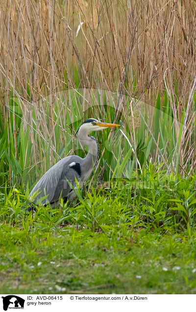 Graureiher / grey heron / AVD-06415