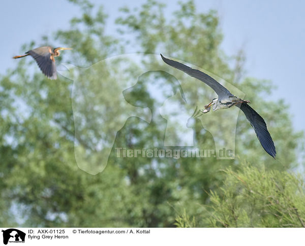 fliegender Graureiher / flying Grey Heron / AXK-01125