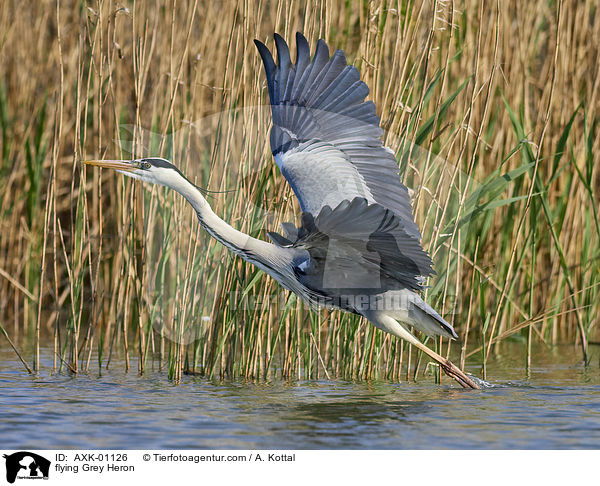 fliegender Graureiher / flying Grey Heron / AXK-01126