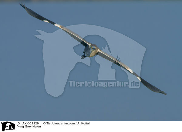 fliegender Graureiher / flying Grey Heron / AXK-01129