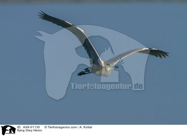 fliegender Graureiher / flying Grey Heron / AXK-01130