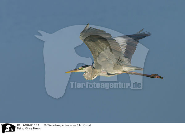 fliegender Graureiher / flying Grey Heron / AXK-01131