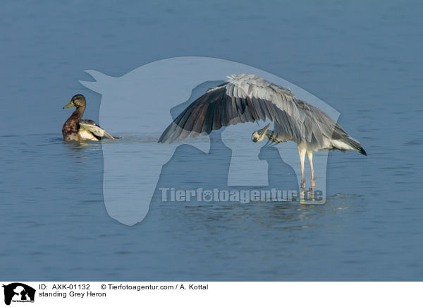 stehender Graureiher / standing Grey Heron / AXK-01132