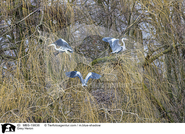 Graureiher / Grey Heron / MBS-19836