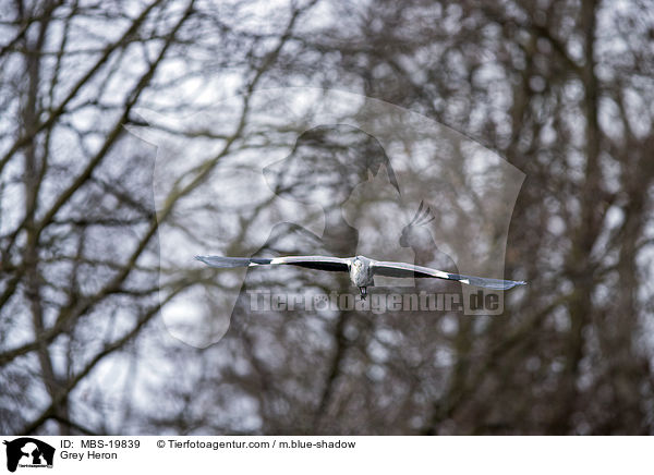 Graureiher / Grey Heron / MBS-19839