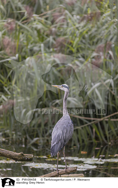 stehender Graureiher / standing Grey Heron / PW-08458
