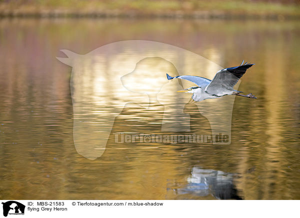 fliegender Graureiher / flying Grey Heron / MBS-21583