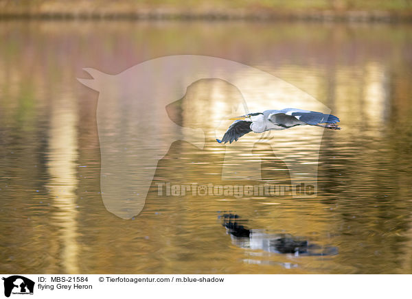 fliegender Graureiher / flying Grey Heron / MBS-21584
