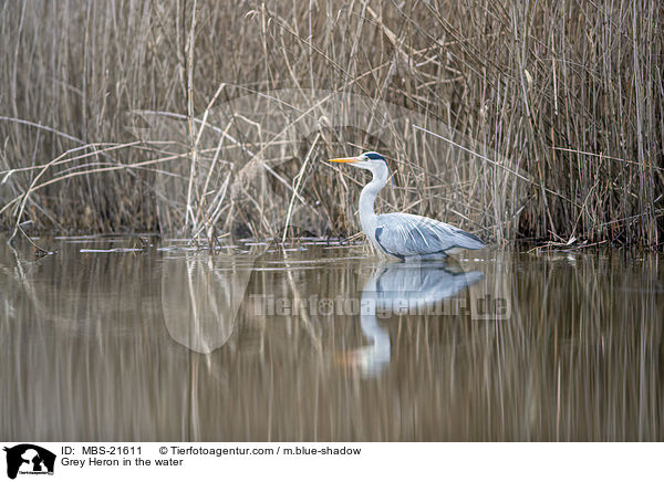 Graureiher im Wasser / Grey Heron in the water / MBS-21611