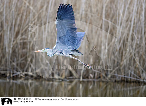 fliegender Graureiher / flying Grey Heron / MBS-21616