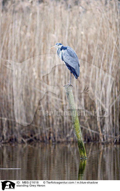 stehender Graureiher / standing Grey Heron / MBS-21618