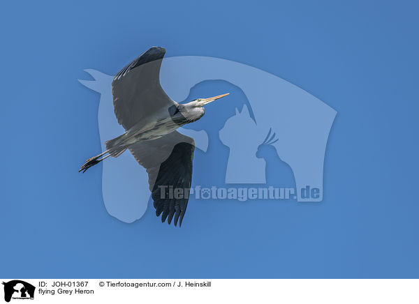 fliegender Graureiher / flying Grey Heron / JOH-01367