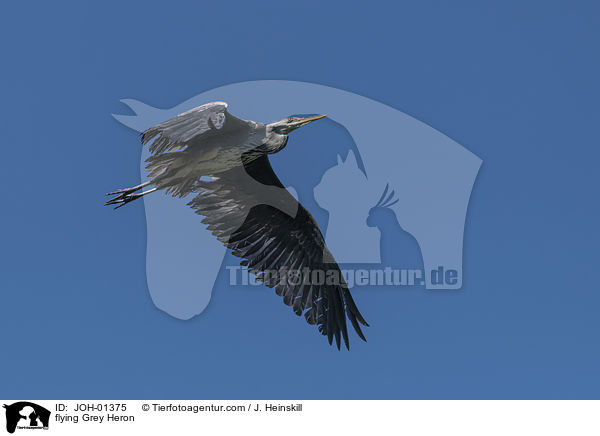 fliegender Graureiher / flying Grey Heron / JOH-01375