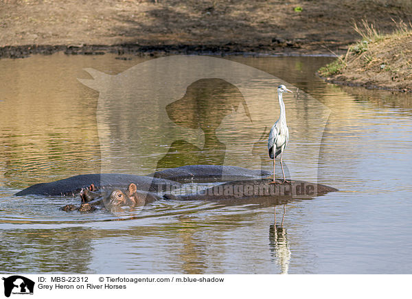 Graureiher auf Flusspferden / Grey Heron on River Horses / MBS-22312