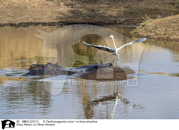 Graureiher auf Flusspferden / Grey Heron on River Horses / MBS-22313