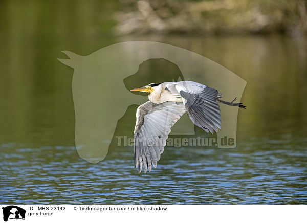Graureiher / grey heron / MBS-23143