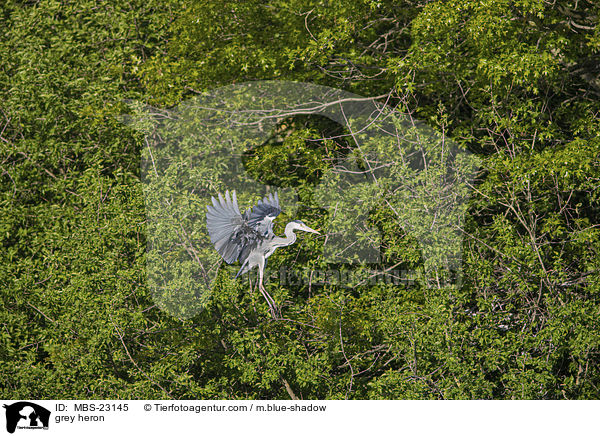 grey heron / MBS-23145