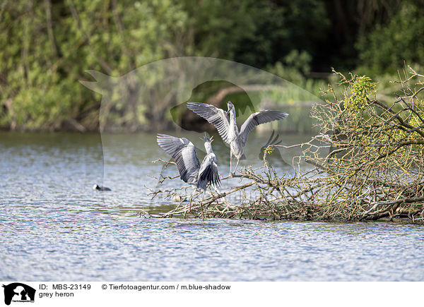 grey heron / MBS-23149