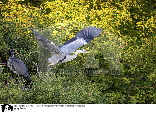 grey heron / MBS-23157