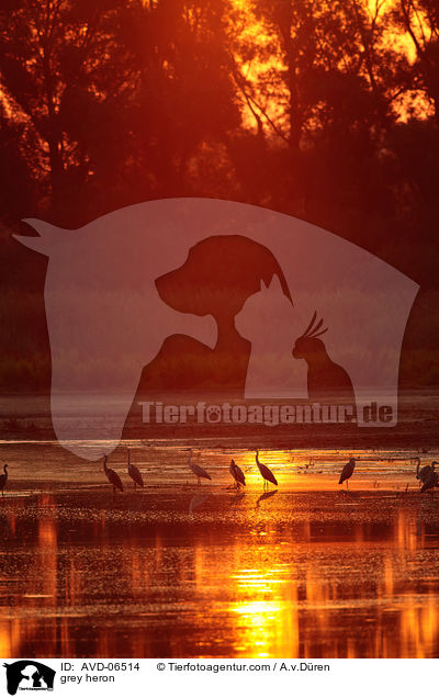 Graureiher / grey heron / AVD-06514
