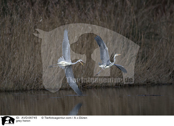 Graureiher / grey heron / AVD-06745