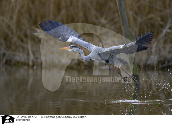Graureiher / grey heron / AVD-06773