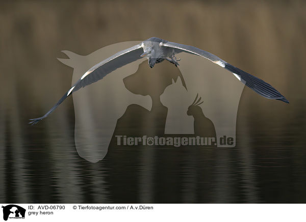 grey heron / AVD-06790