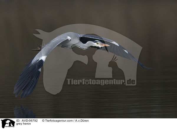 grey heron / AVD-06792