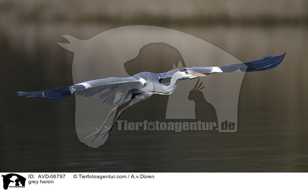 Graureiher / grey heron / AVD-06797