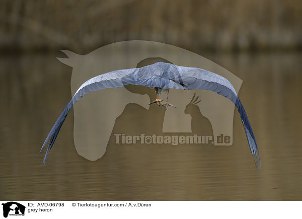 Graureiher / grey heron / AVD-06798