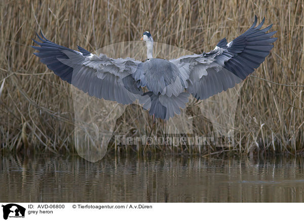 Graureiher / grey heron / AVD-06800