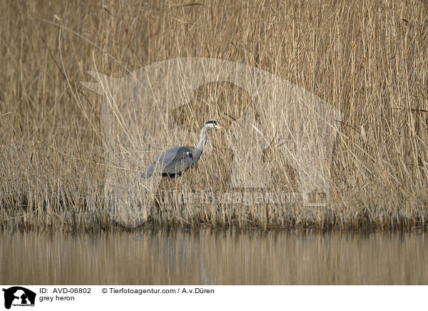 Graureiher / grey heron / AVD-06802