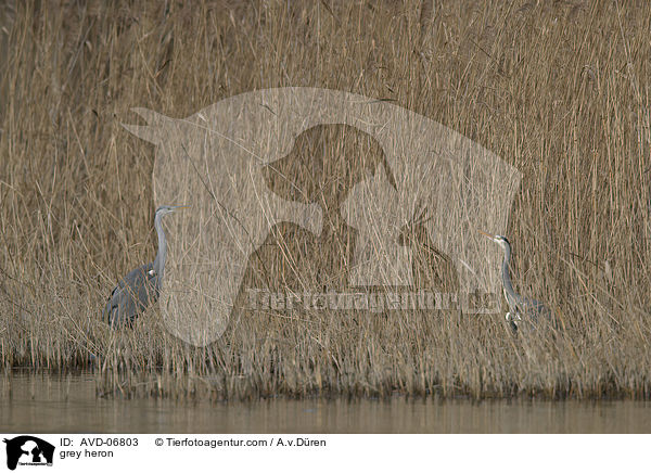 Graureiher / grey heron / AVD-06803