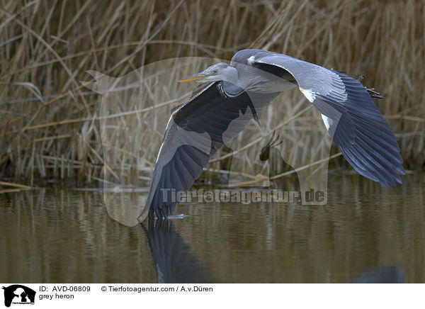 Graureiher / grey heron / AVD-06809
