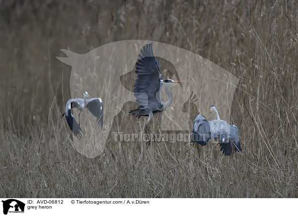 Graureiher / grey heron / AVD-06812