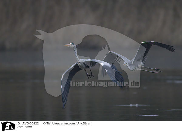 Graureiher / grey heron / AVD-06822