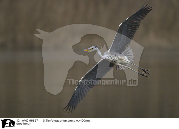 Graureiher / grey heron / AVD-06827