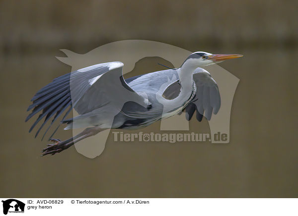 Graureiher / grey heron / AVD-06829