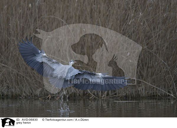 grey heron / AVD-06830