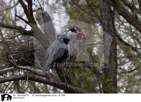 Graureiher / grey heron / SO-02915