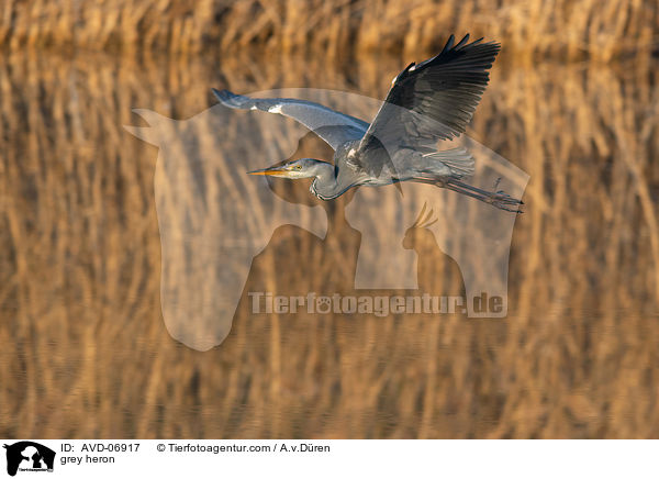 Graureiher / grey heron / AVD-06917
