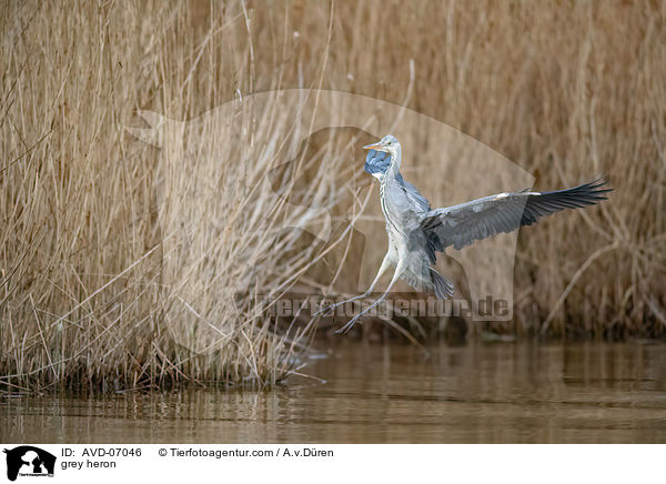 Graureiher / grey heron / AVD-07046