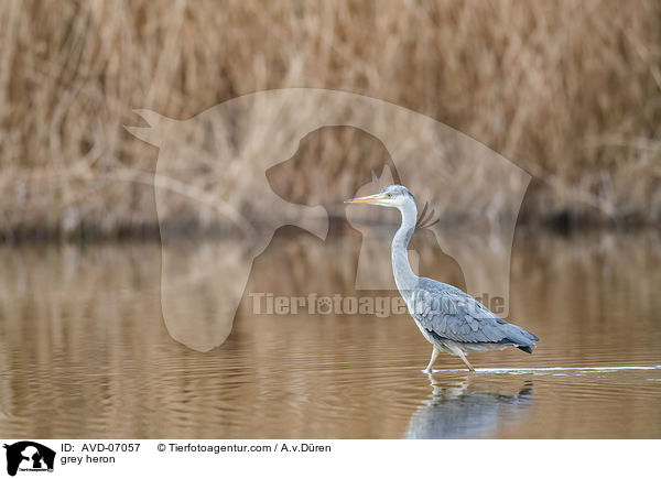 Graureiher / grey heron / AVD-07057