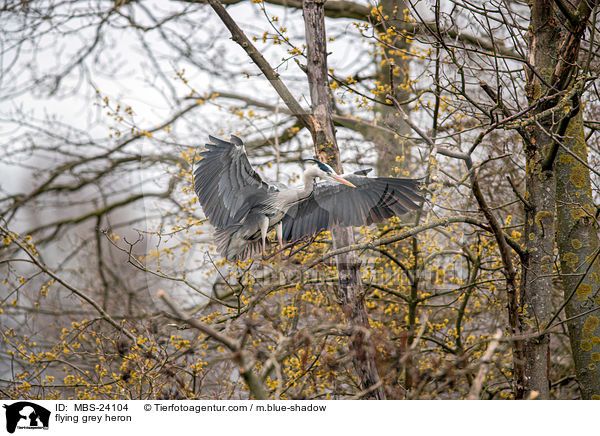 fliegender Graureiher / flying grey heron / MBS-24104