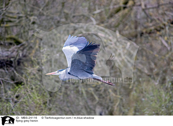 fliegender Graureiher / flying grey heron / MBS-24116